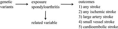 Causal relationship between spondylarthritis and stroke in a European population: a two sample Mendelian randomization study